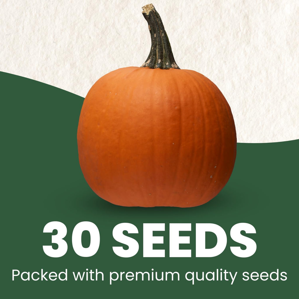 Connecticut Field Pumpkin