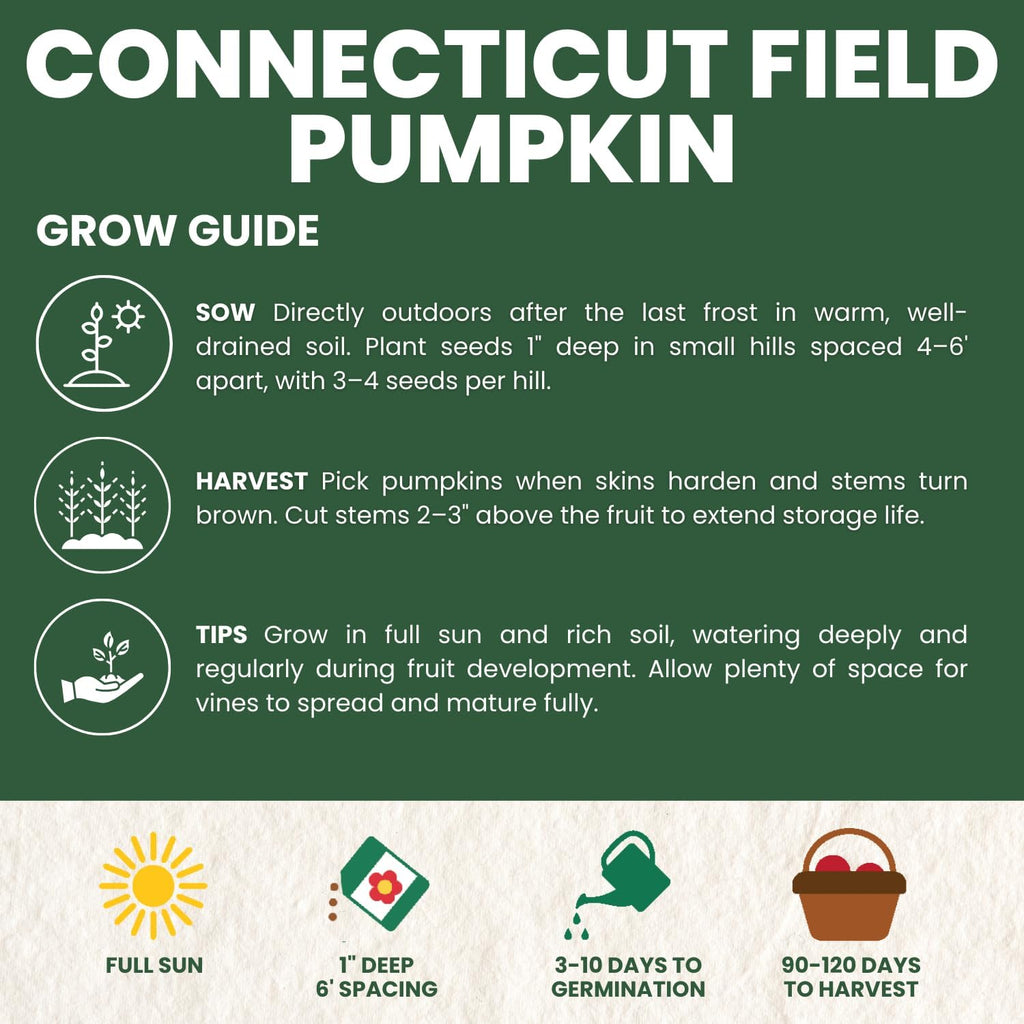 Connecticut Field Pumpkin