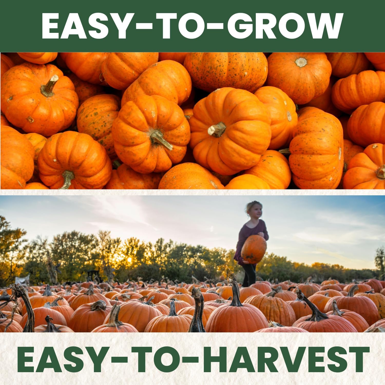 Connecticut Field Pumpkin