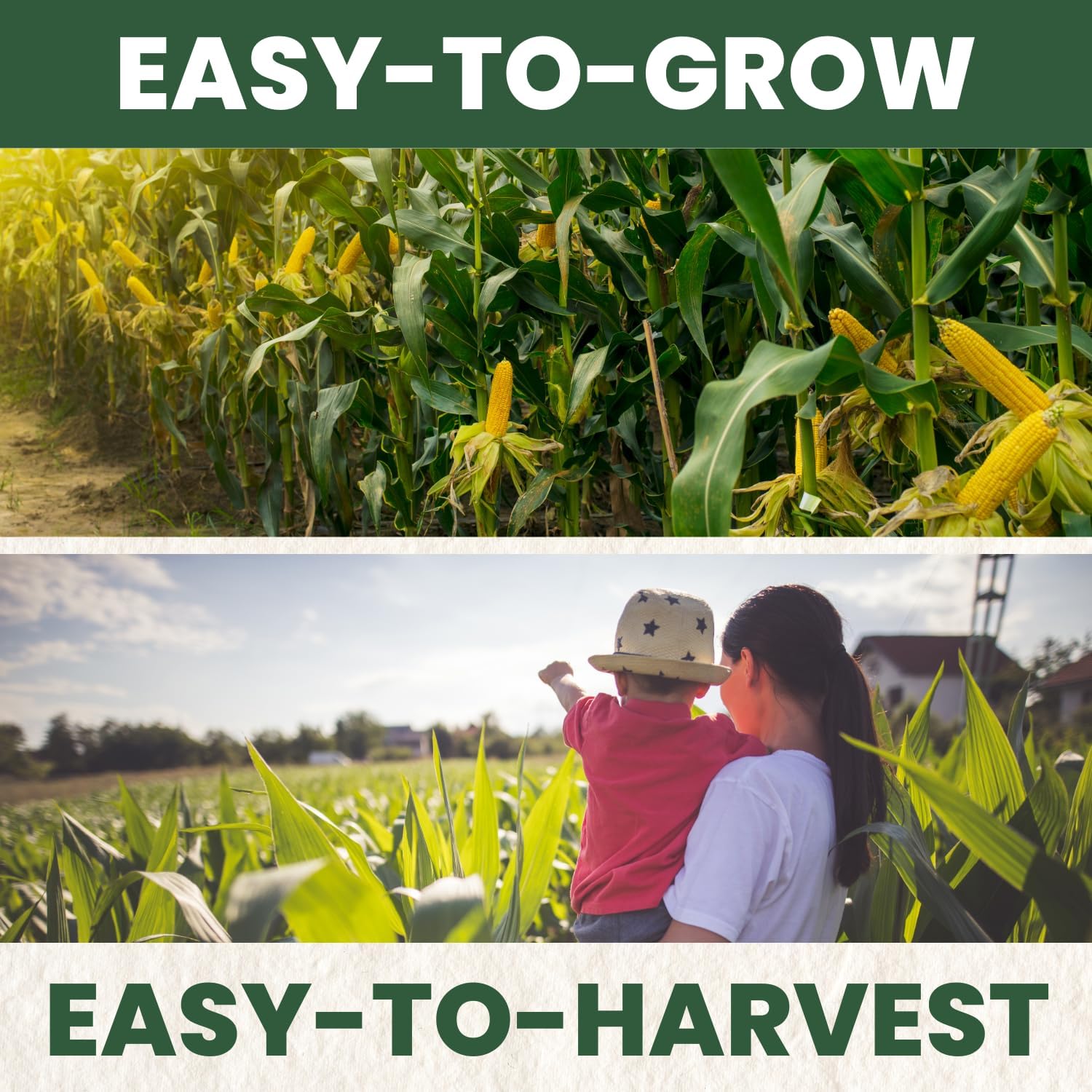 Peaches and Cream Corn