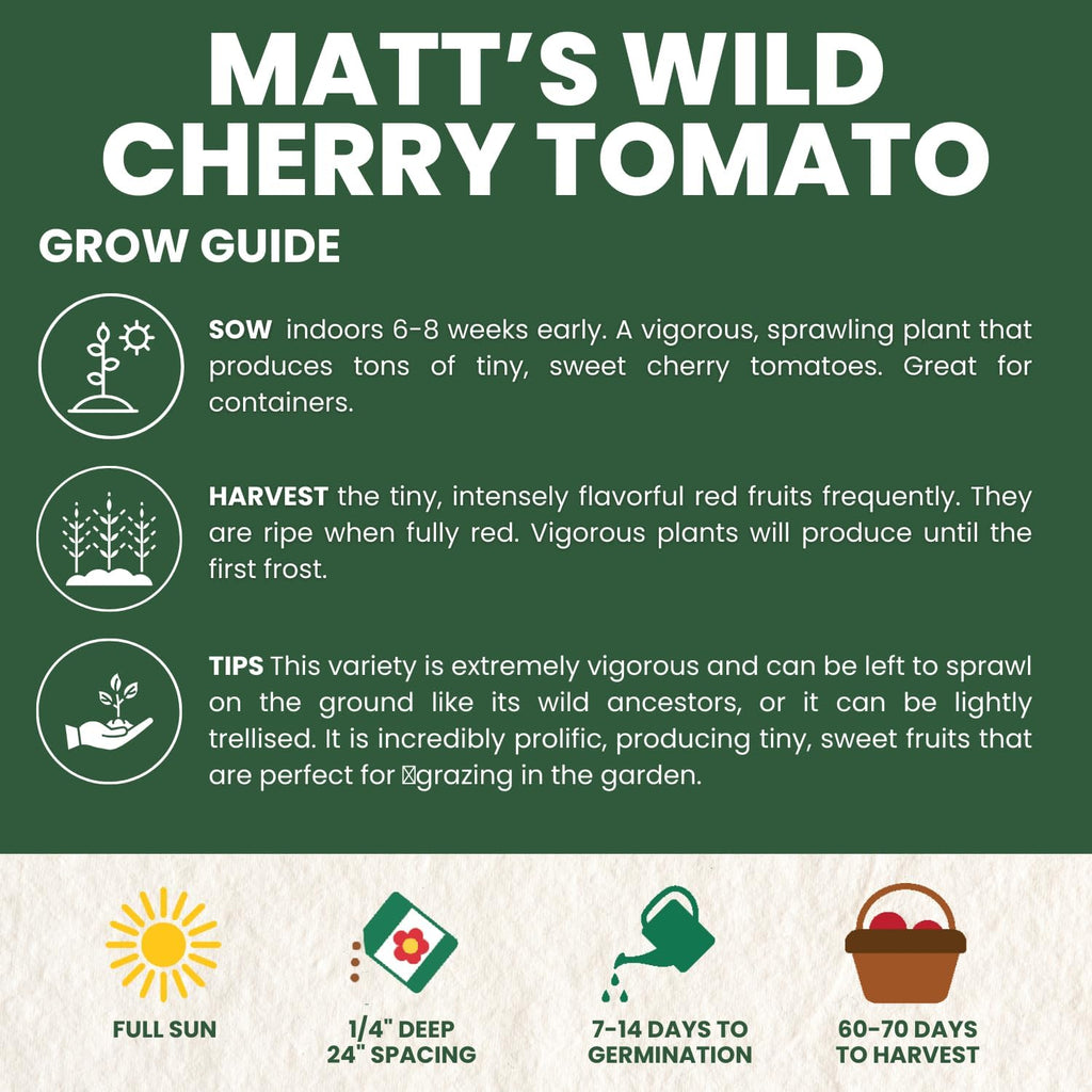 Matt’s Wild Cherry Tomato