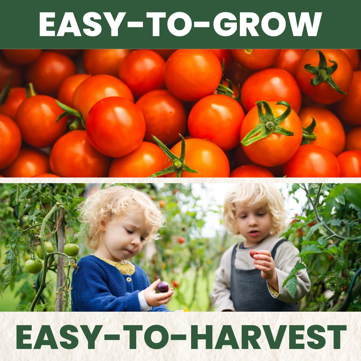 Matt’s Wild Cherry Tomato