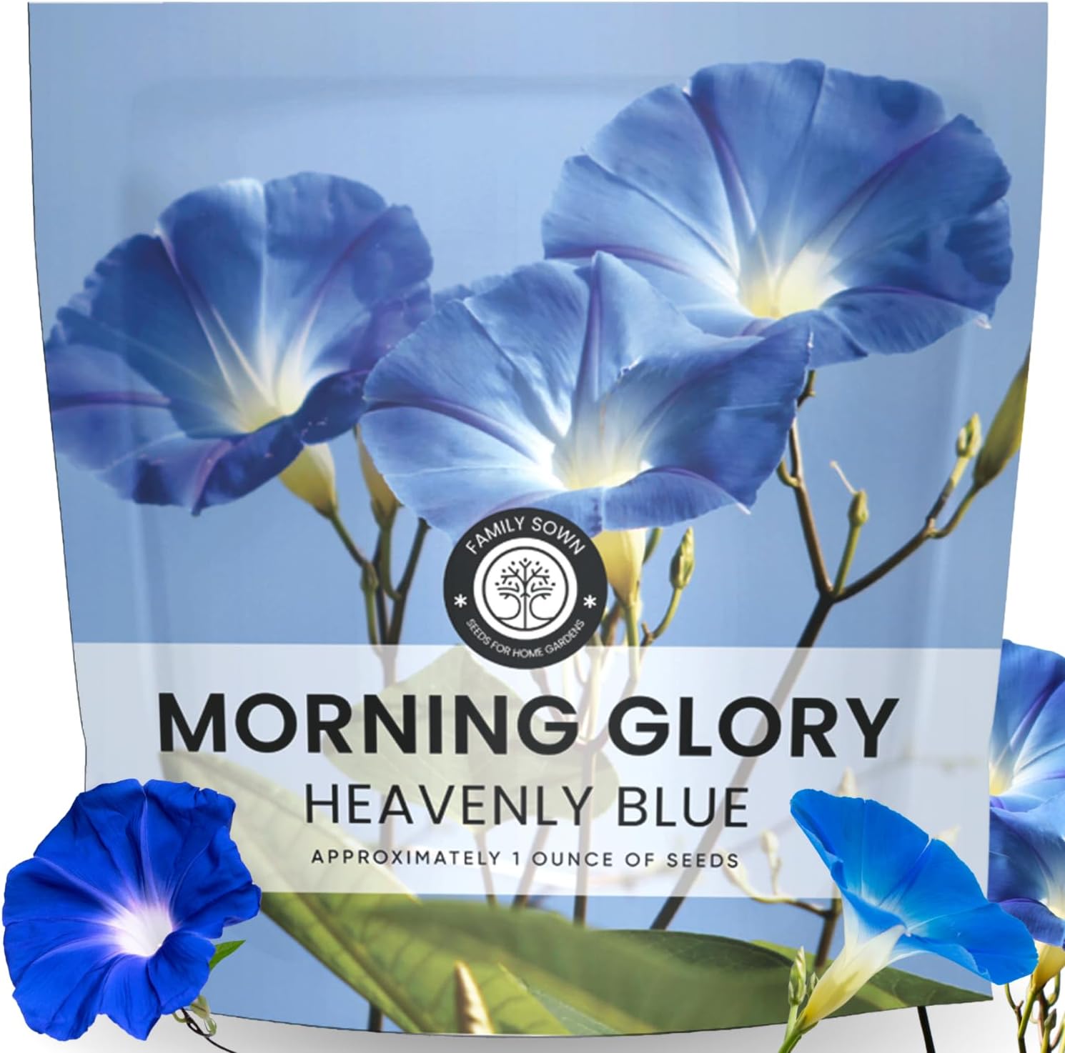 Morning Glory Heavenly Blue