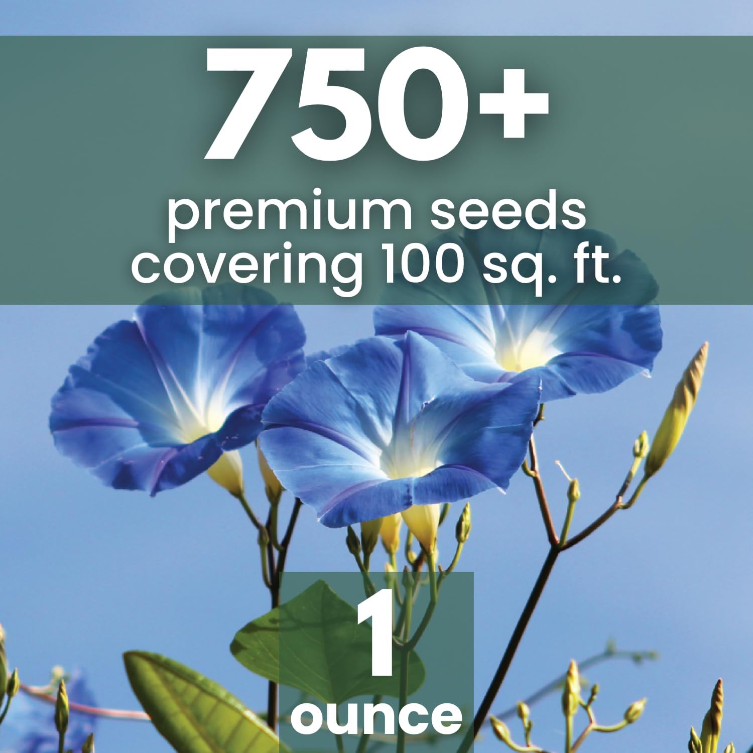 Morning Glory Heavenly Blue