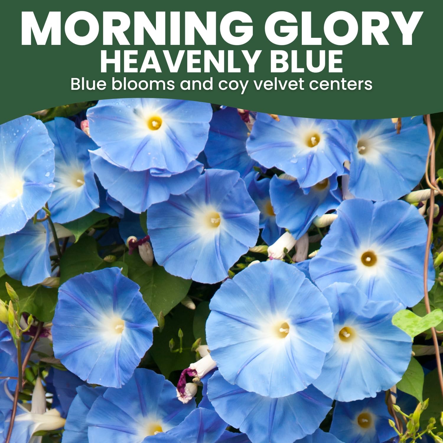 Morning Glory Heavenly Blue