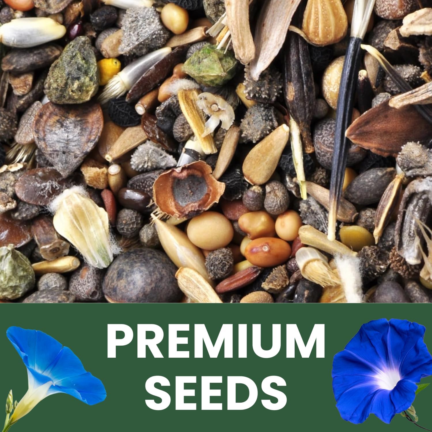 Morning Glory Heavenly Blue