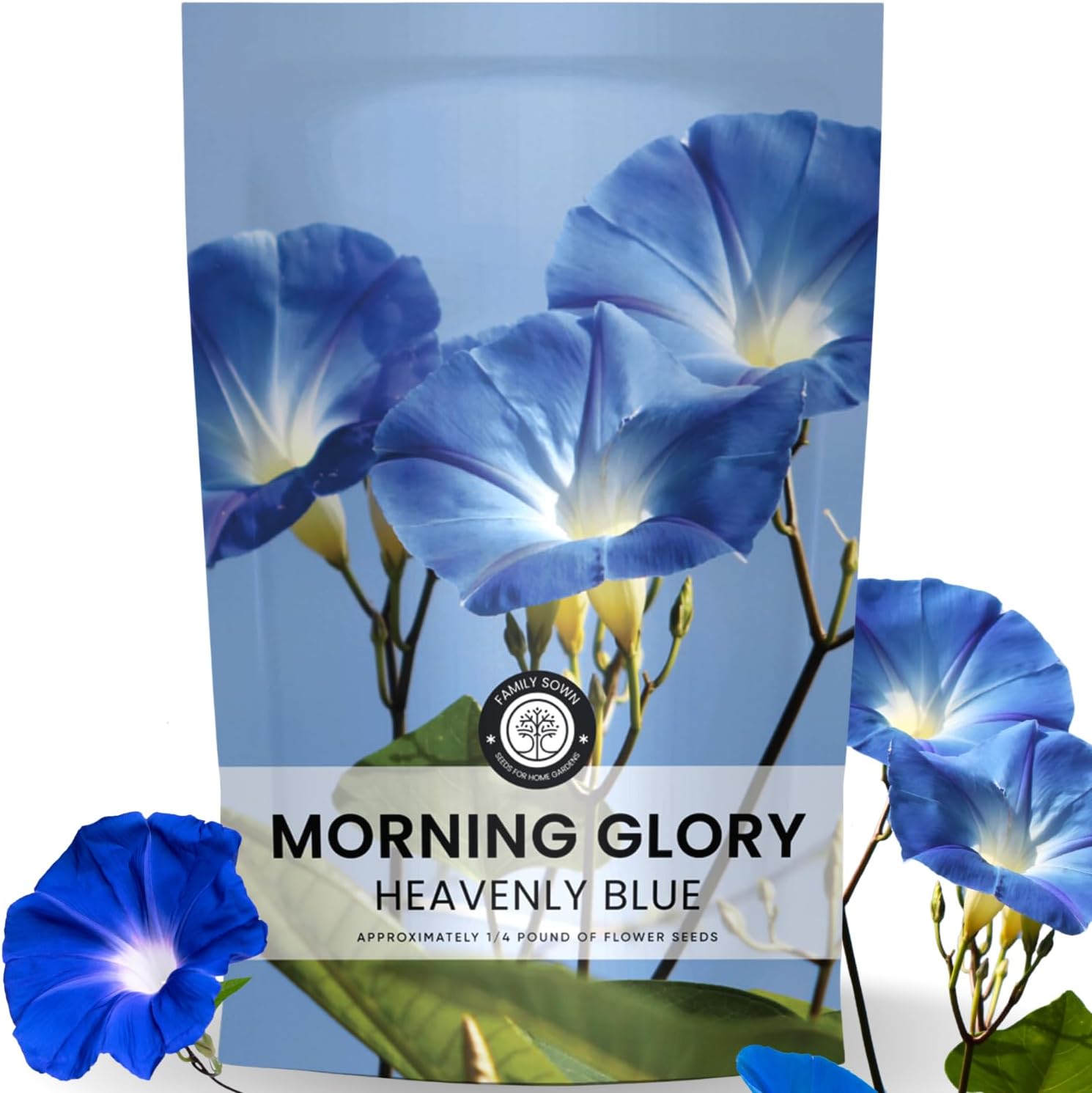 Morning Glory Heavenly Blue
