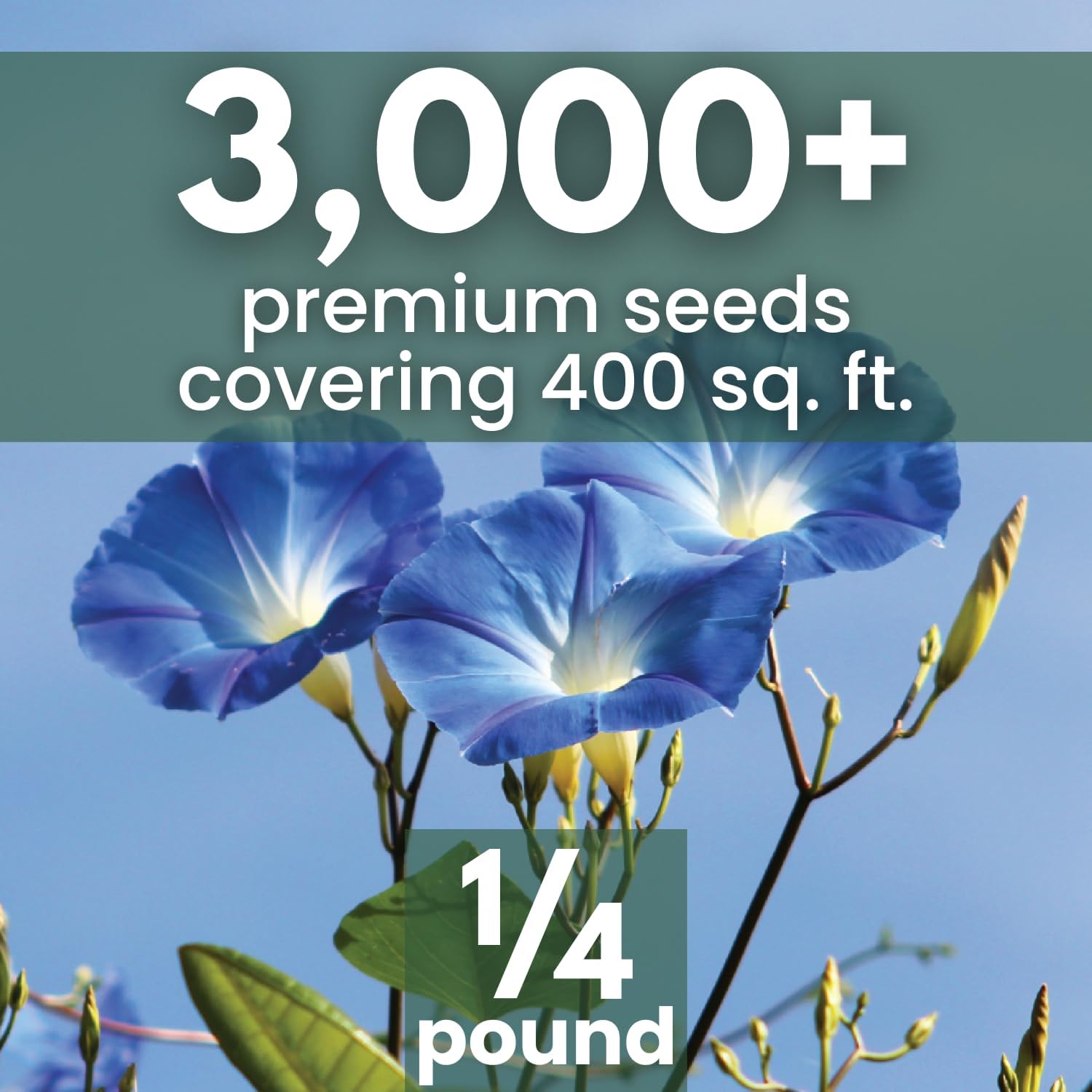 Morning Glory Heavenly Blue