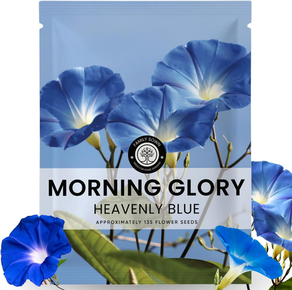Morning Glory Heavenly Blue