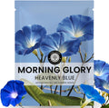 Morning Glory Heavenly Blue