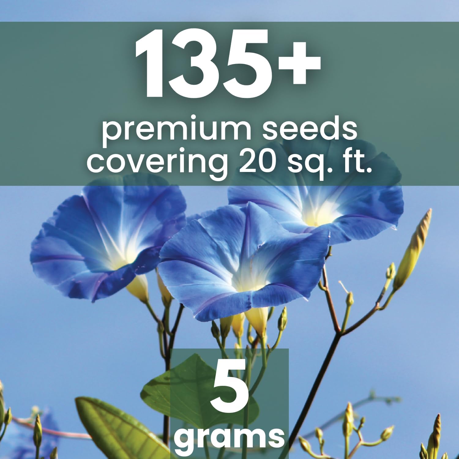 Morning Glory Heavenly Blue