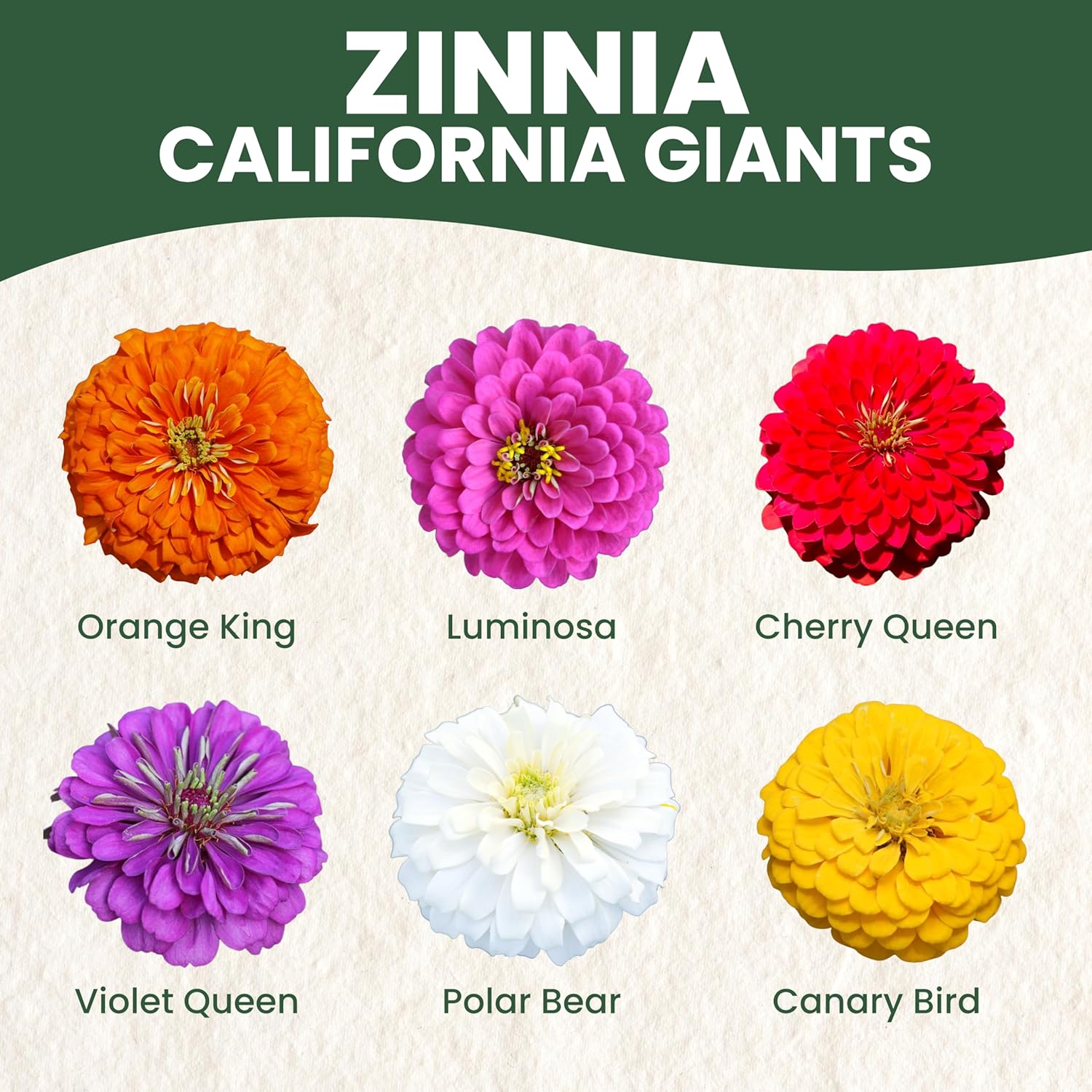 Zinnia California Giants