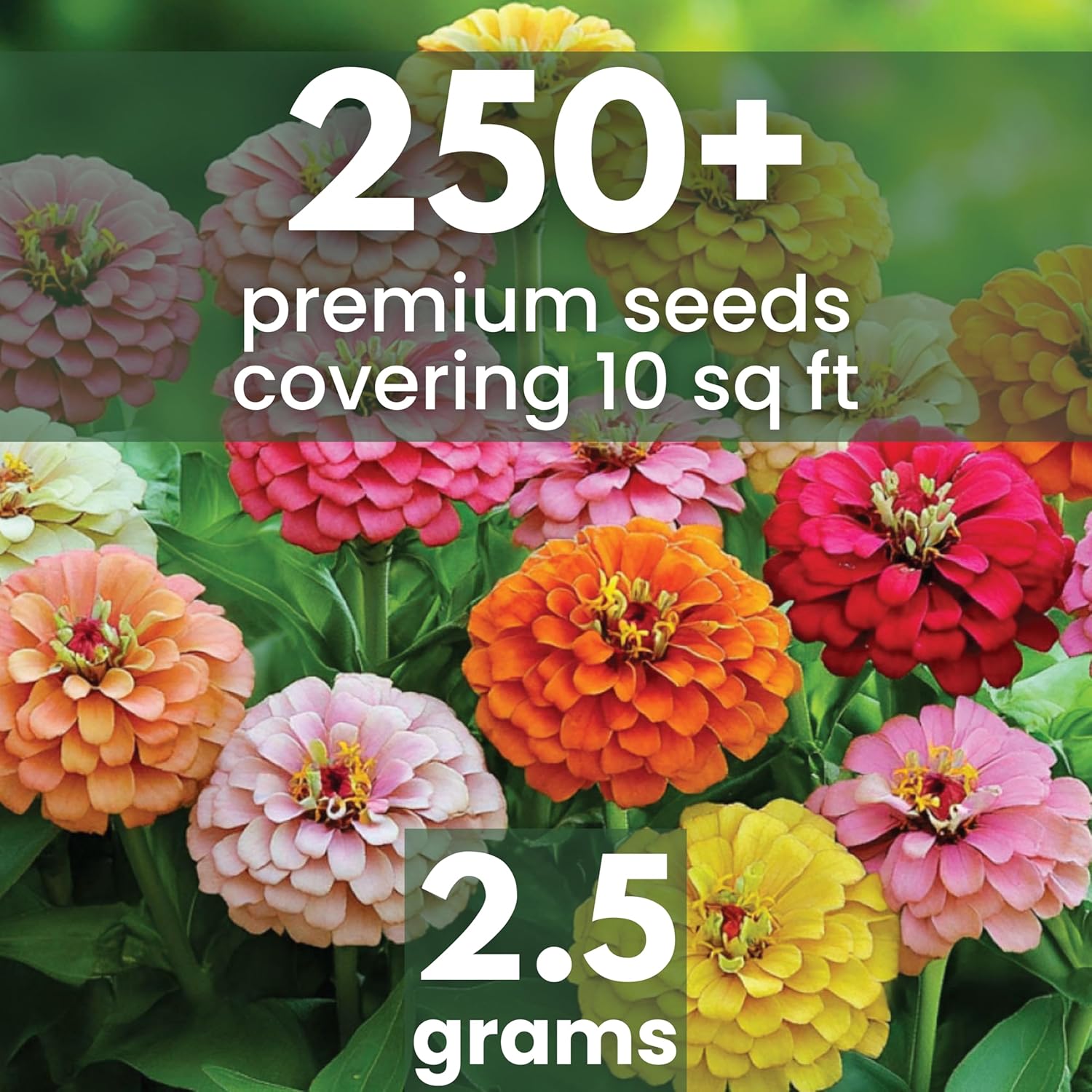 Zinnia California Giants