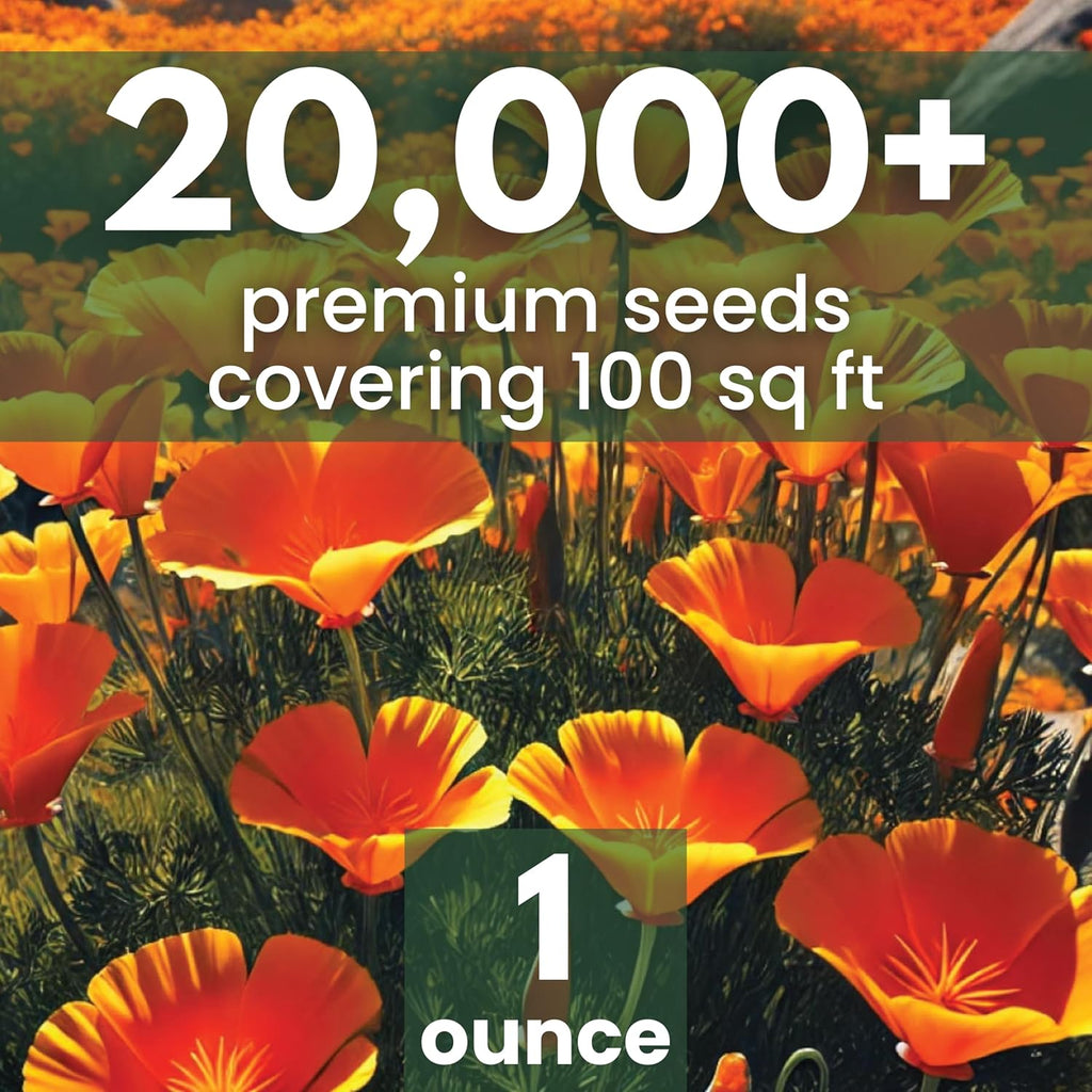 California Poppy Orange
