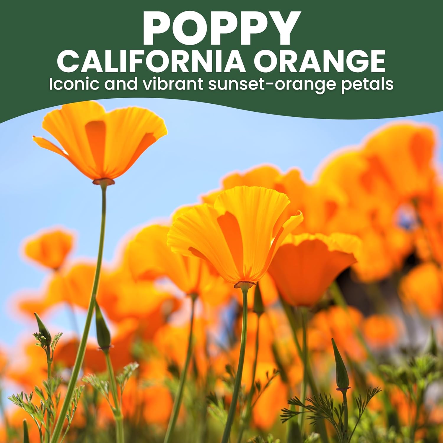 California Poppy Orange