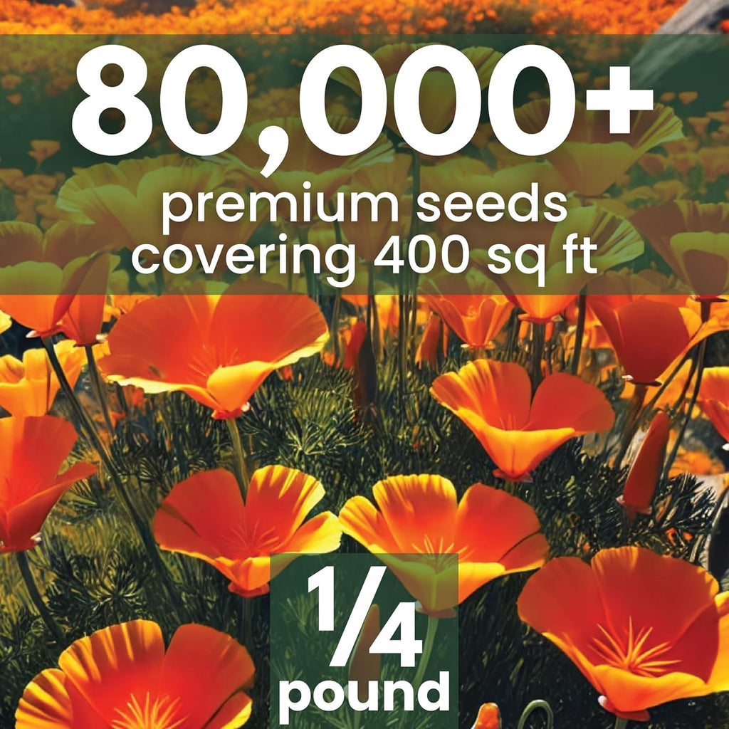 California Poppy Orange