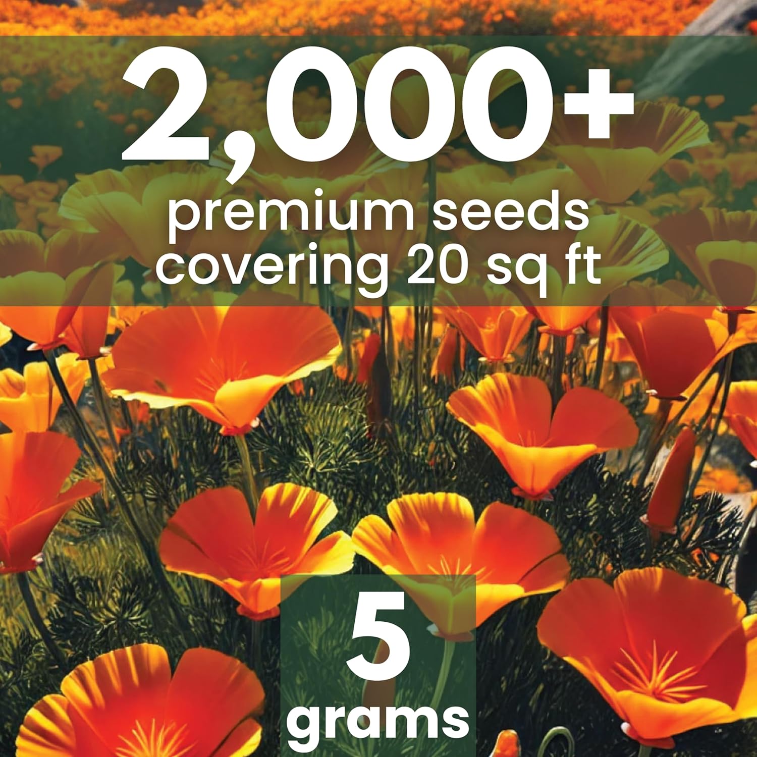 California Poppy Orange