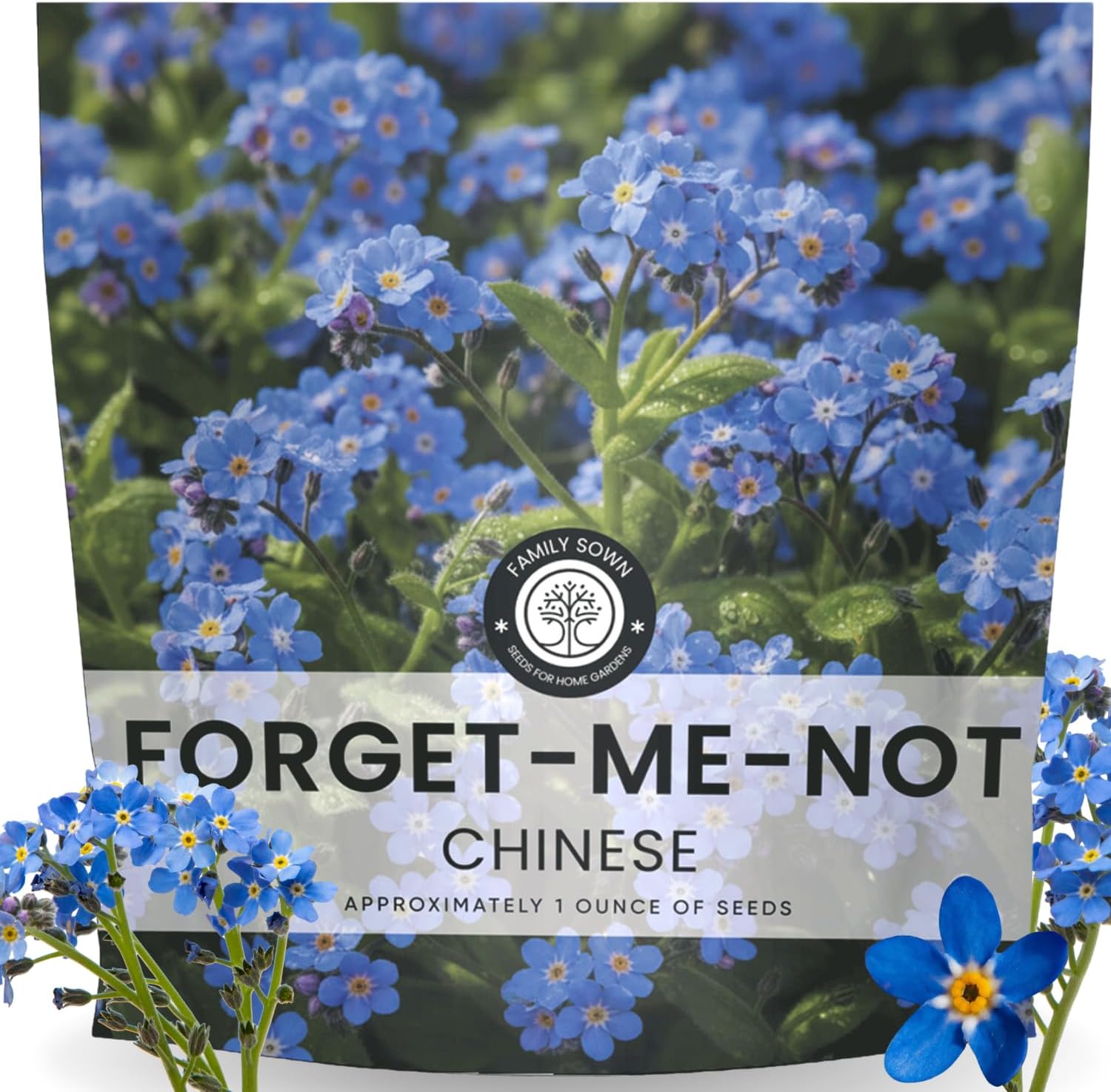 Chinese Forget Me Not