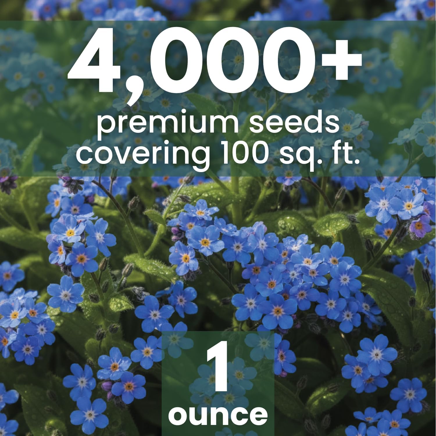 Chinese Forget Me Not