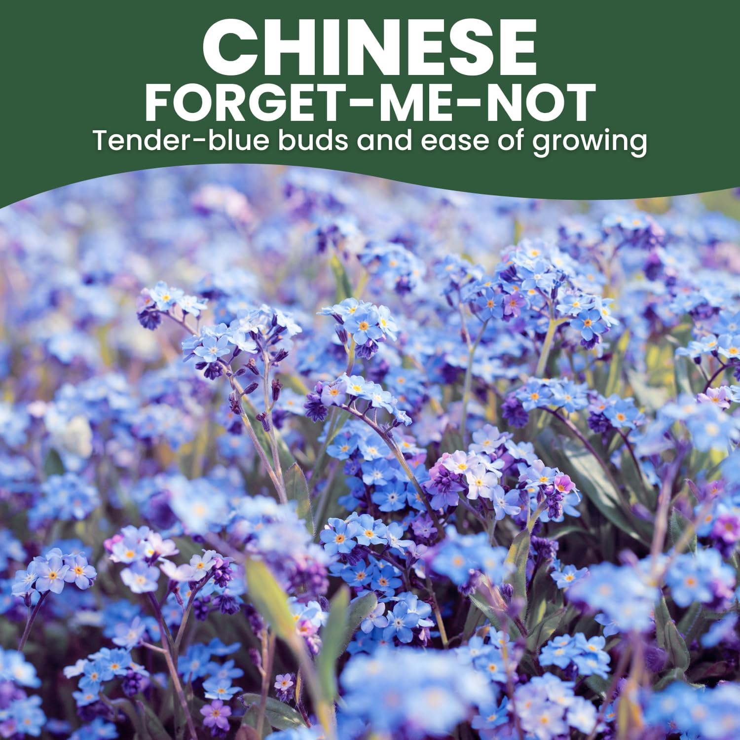 Chinese Forget Me Not