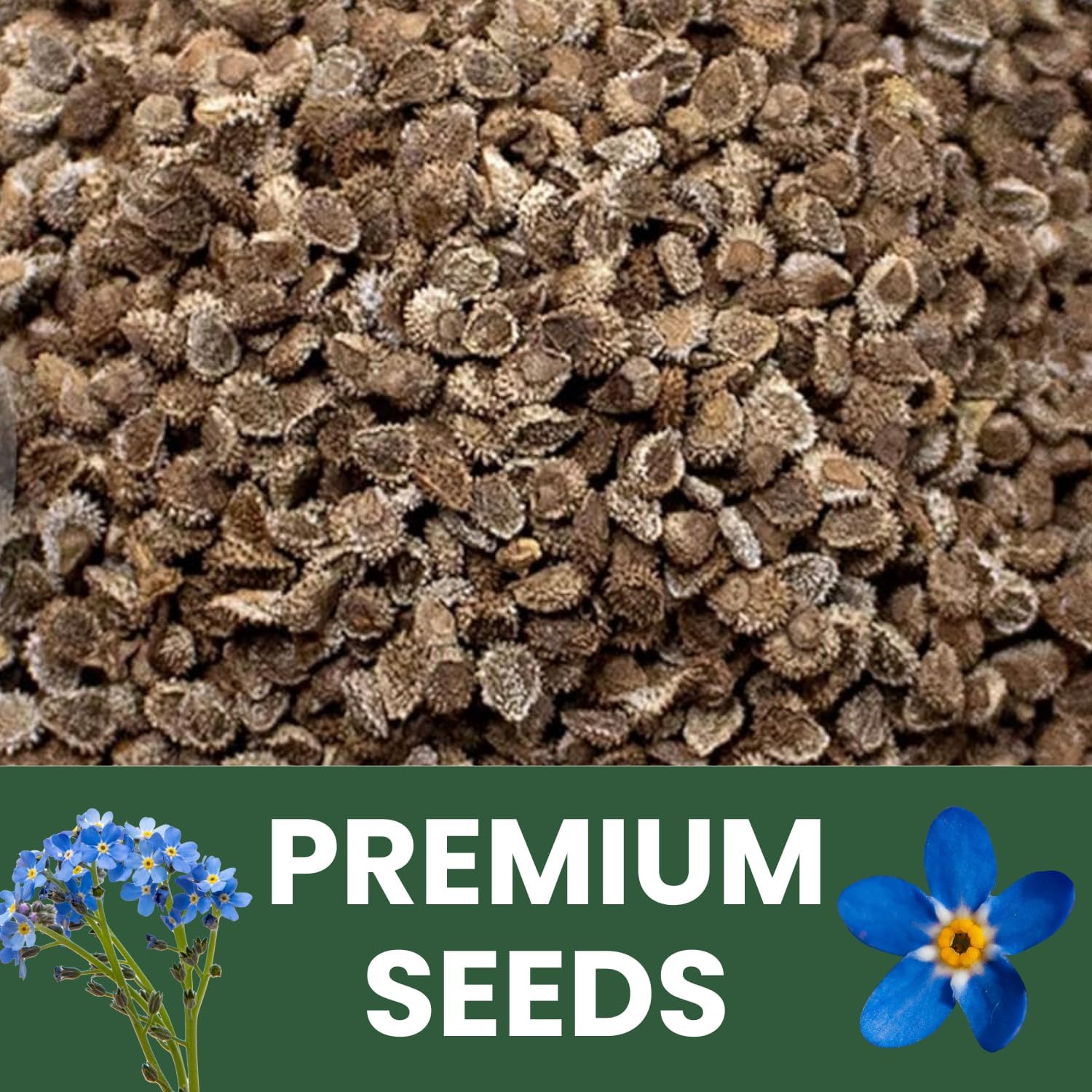 Chinese Forget Me Not