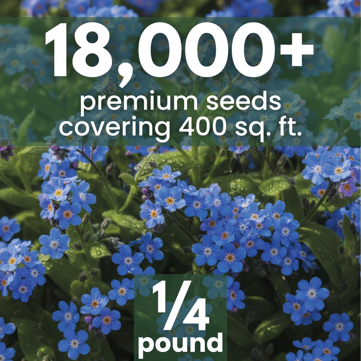 Chinese Forget Me Not