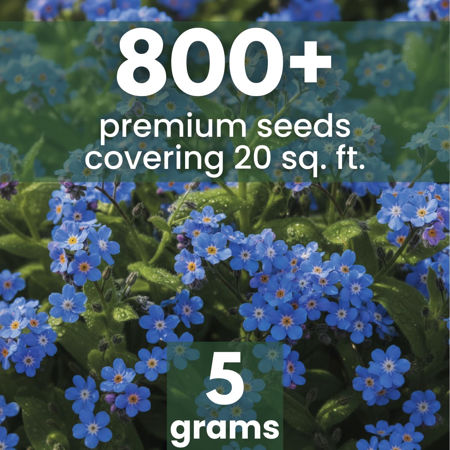 Chinese Forget Me Not