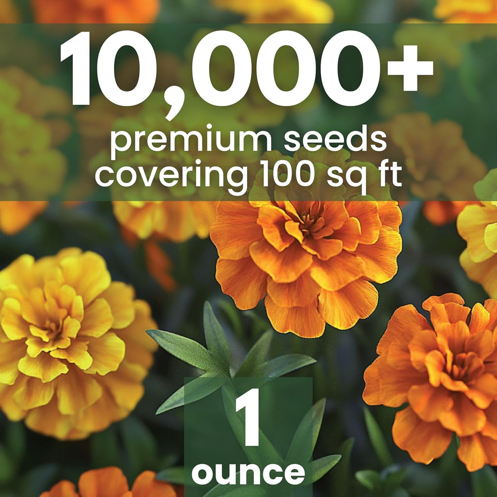 African Marigold Crackerjack