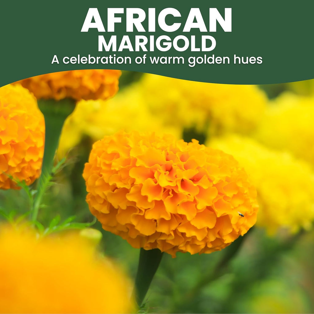 African Marigold Crackerjack