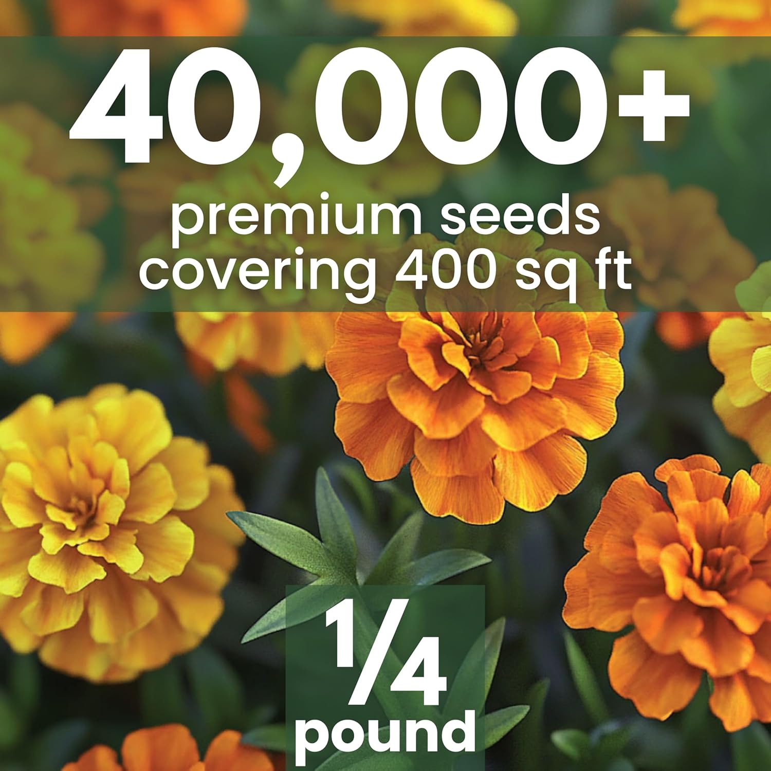 African Marigold Crackerjack