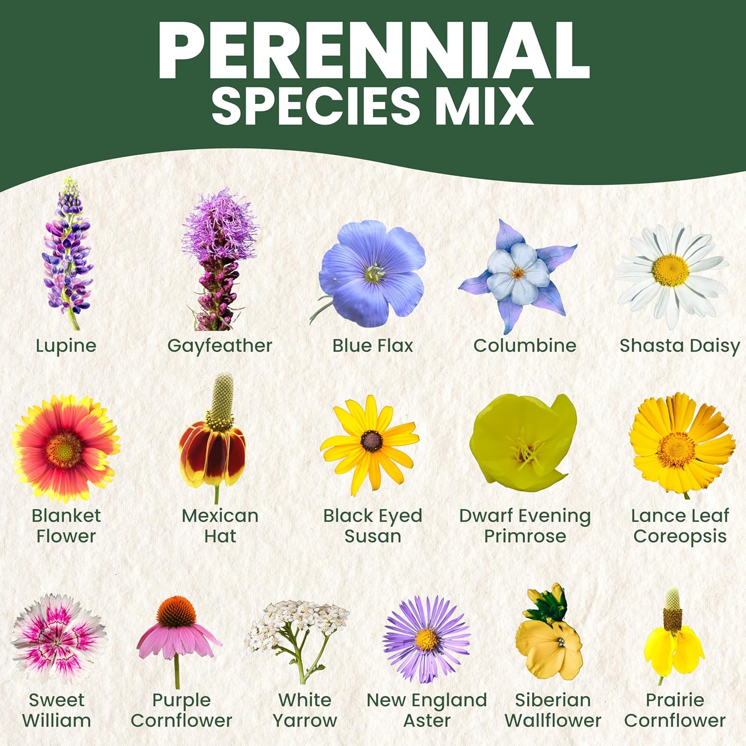 Perennial Species Mix