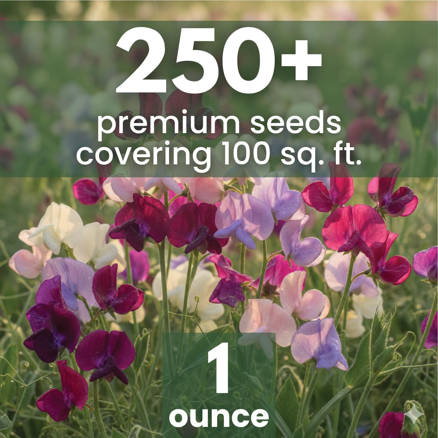 Sweet Pea Royal Family Mix