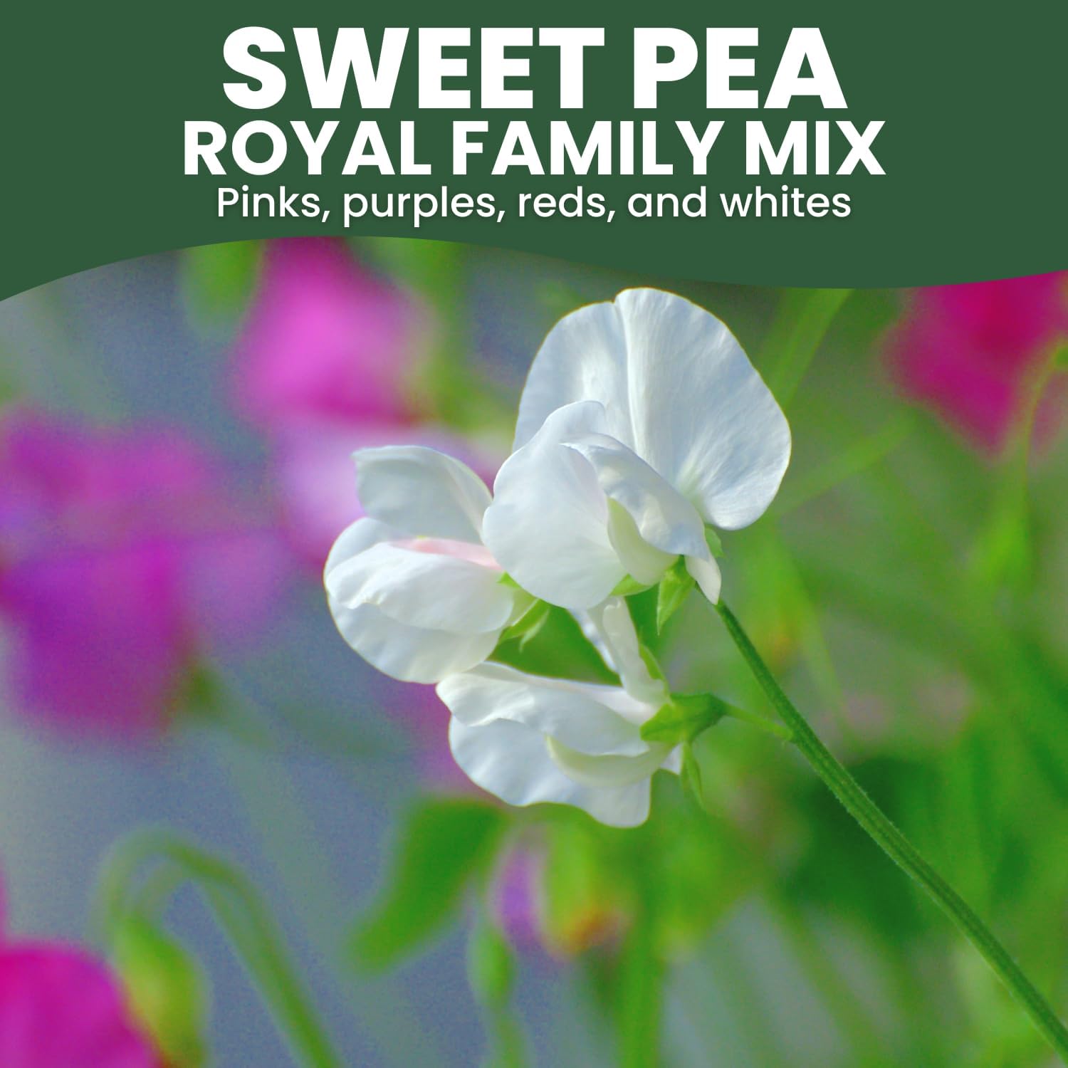 Sweet Pea Royal Family Mix