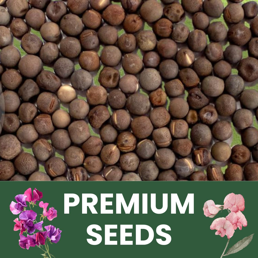 Sweet Pea Royal Family Mix