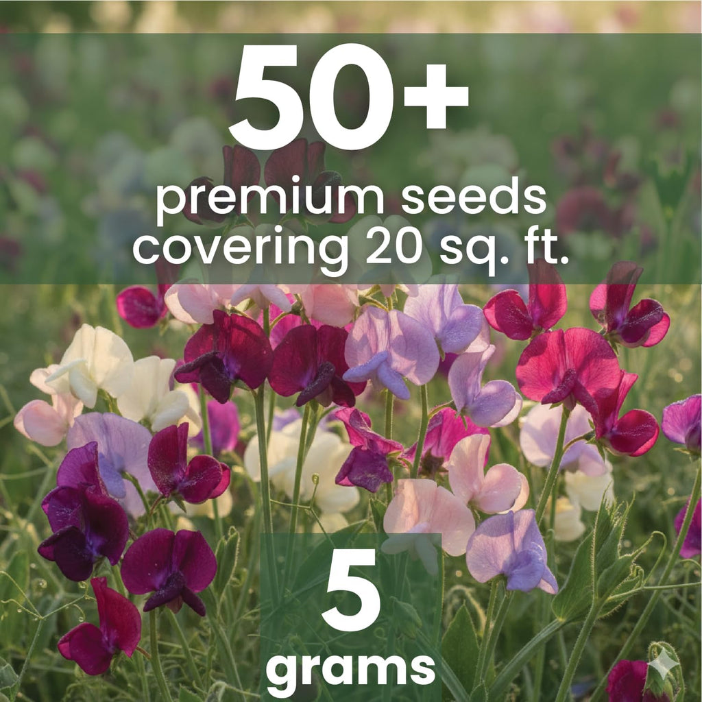 Sweet Pea Royal Family Mix