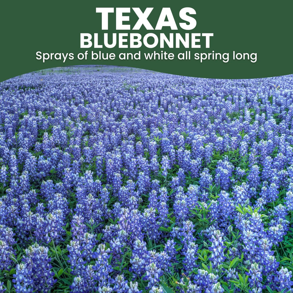 Texas Bluebonnet