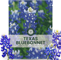Texas Bluebonnet