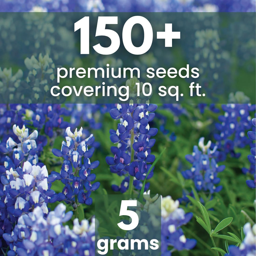 Texas Bluebonnet