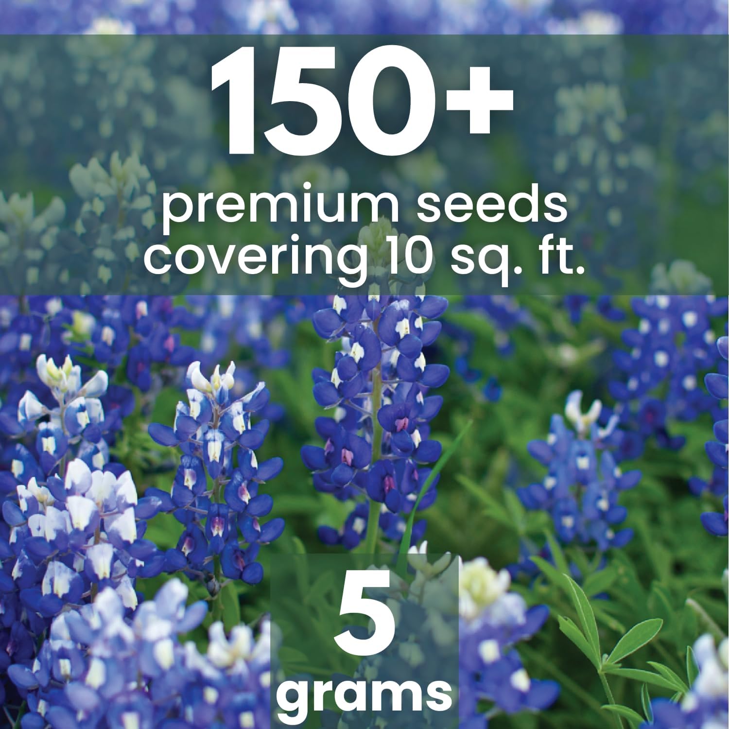 Texas Bluebonnet