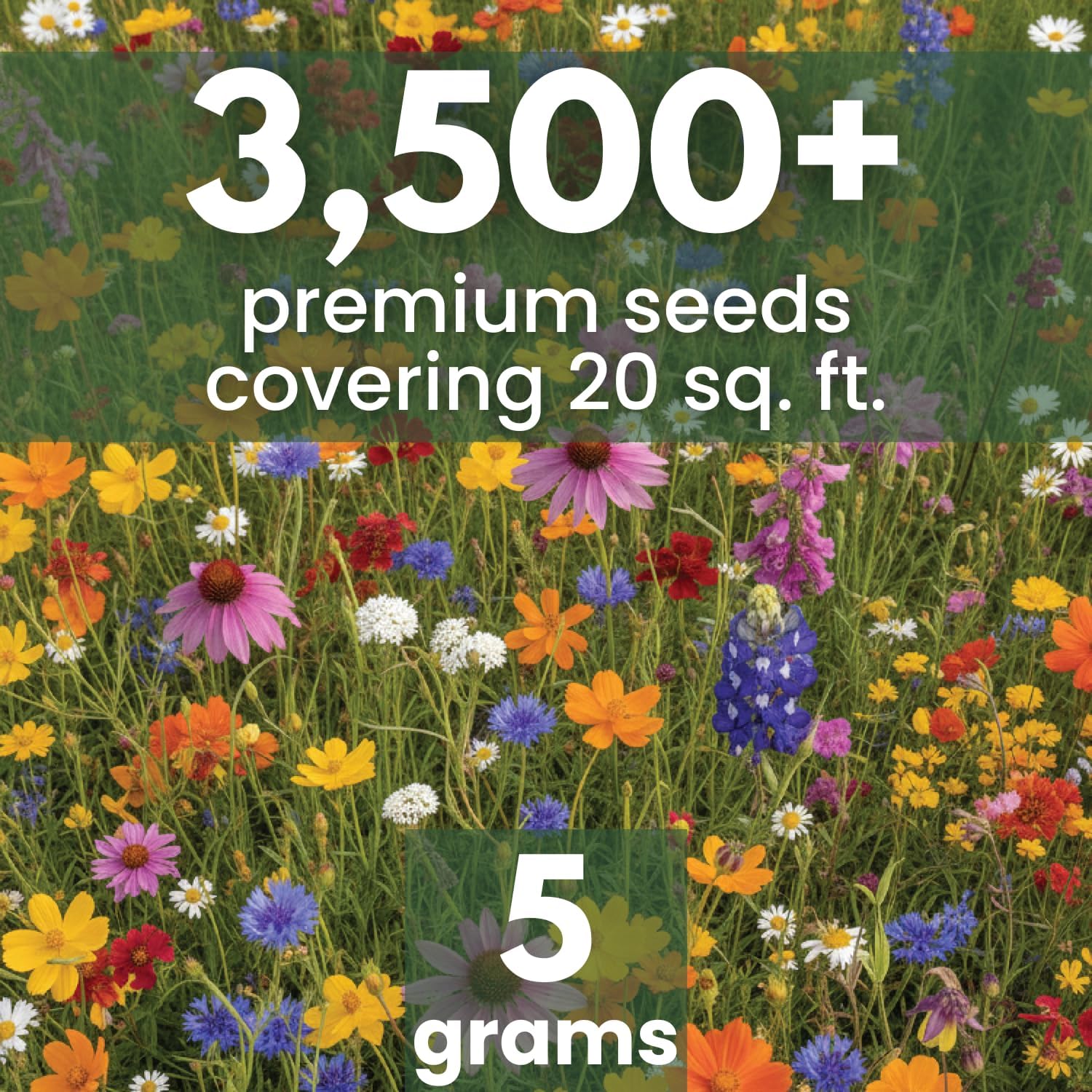 regional wildflower seed mixes Texas Oklahoma Regional Mix – Family Sown