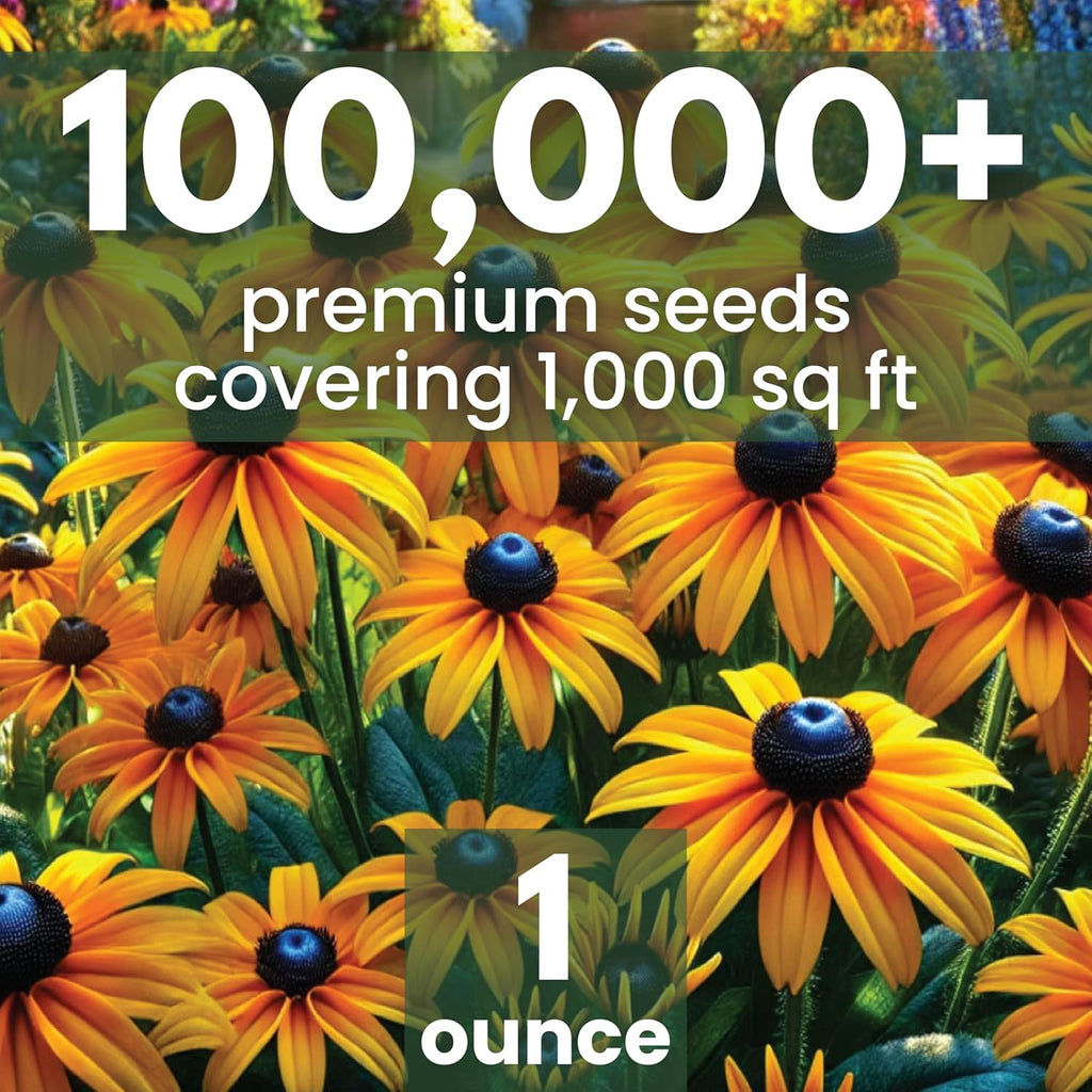 Black Eyed Susan