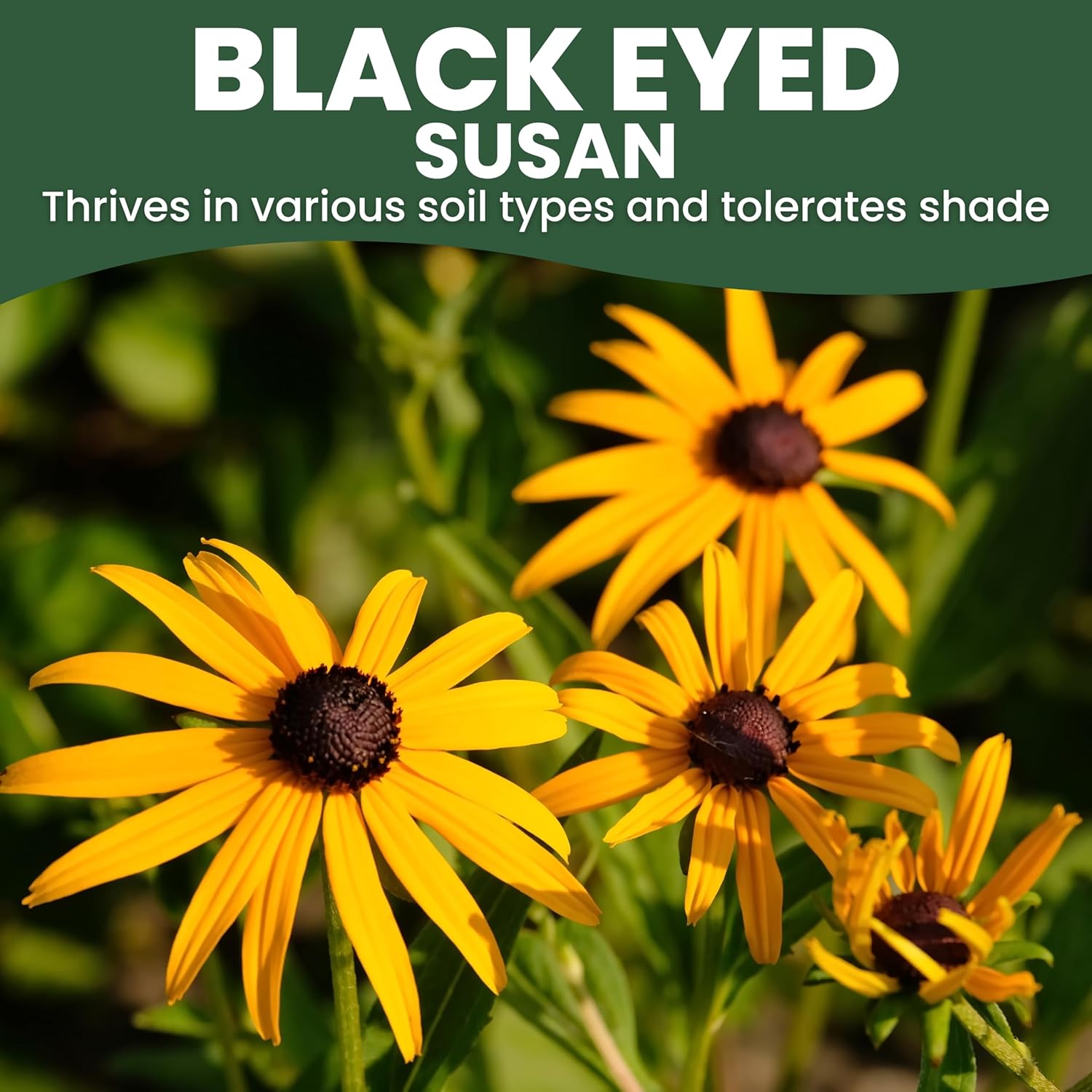 Black Eyed Susan