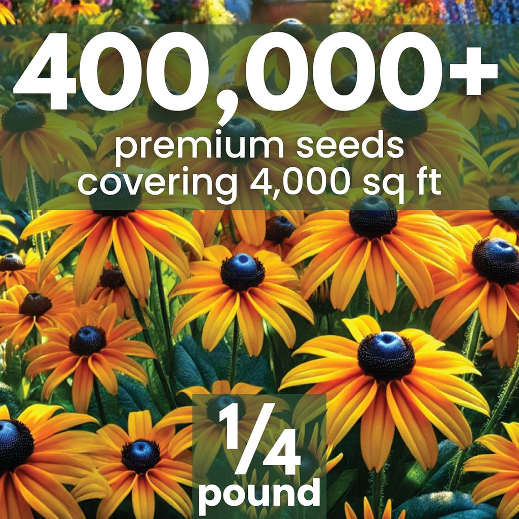 Black Eyed Susan