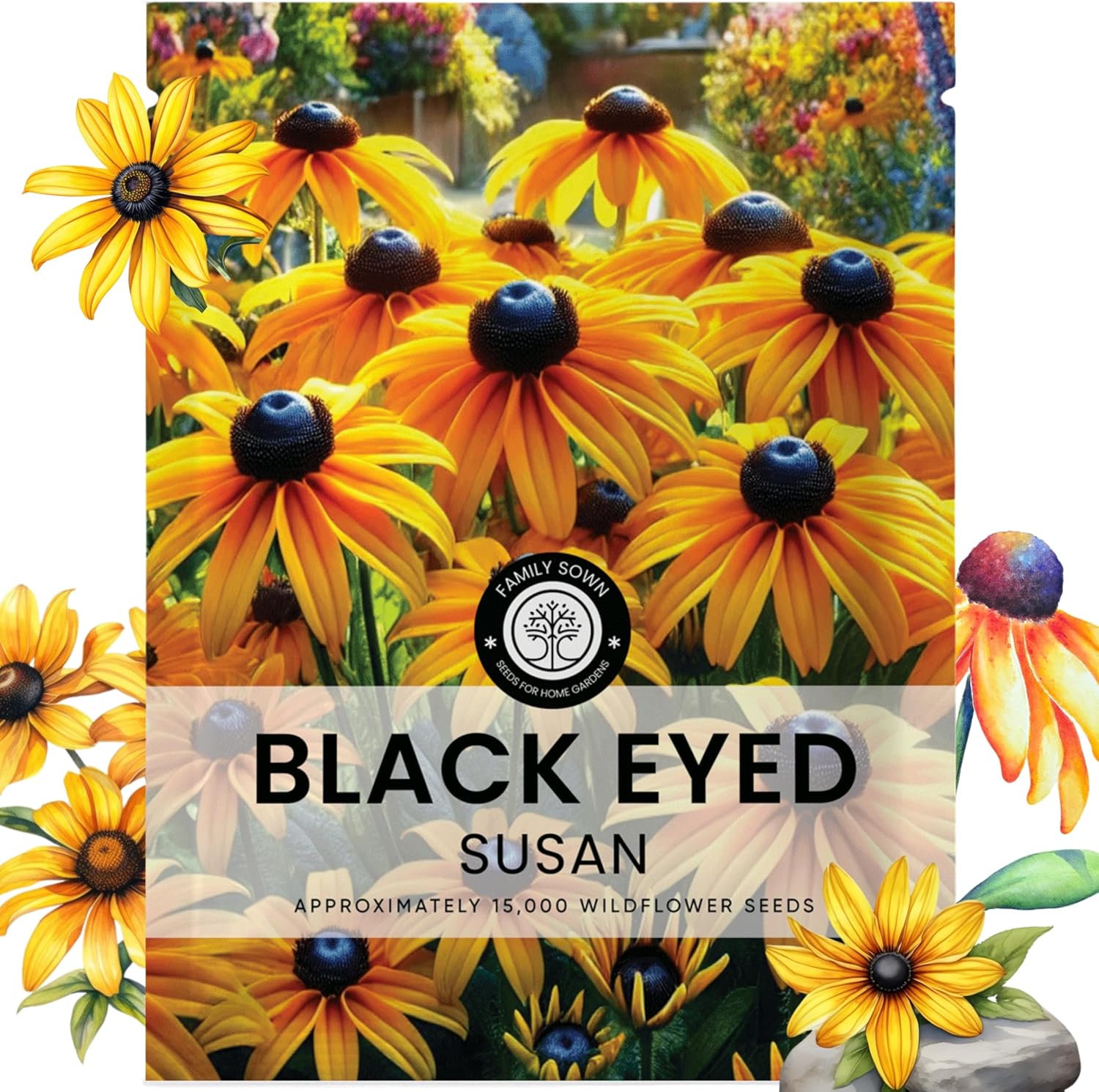 Black Eyed Susan