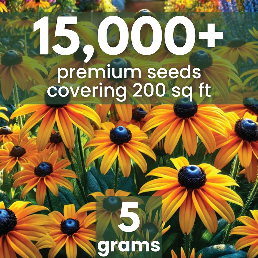 Black Eyed Susan