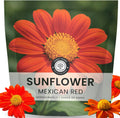 Mexican Sunflower (Red)
