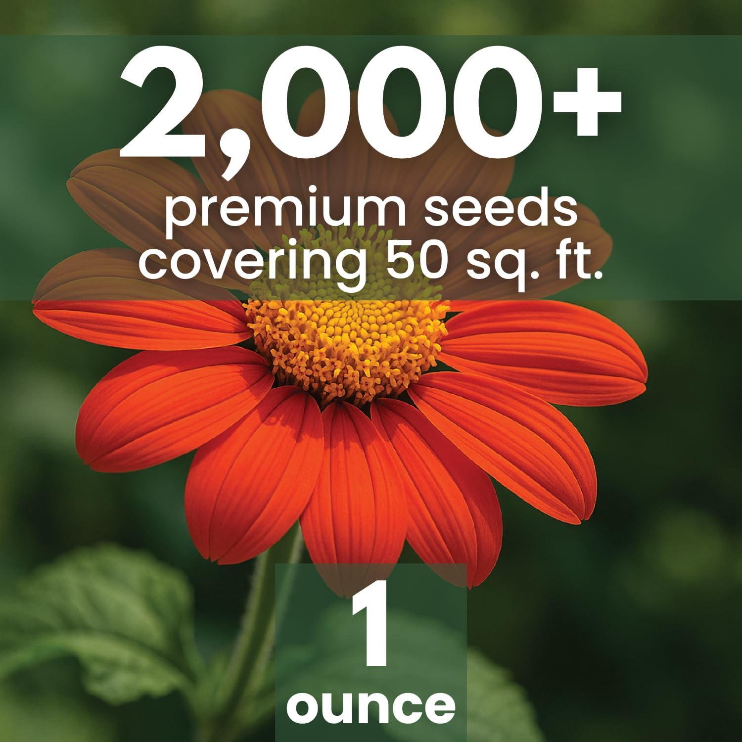 Mexican Sunflower (Red)