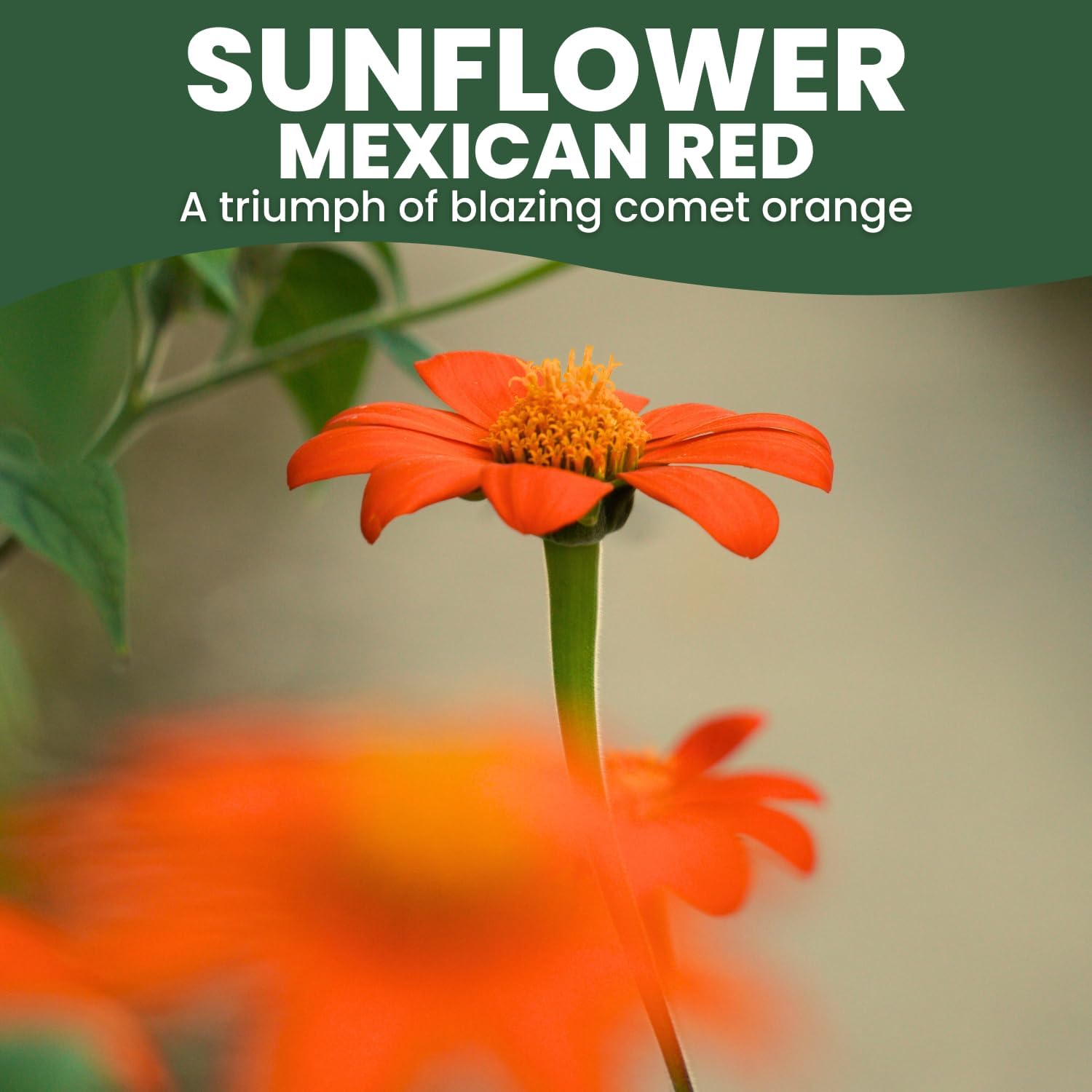 Mexican Sunflower (Red)