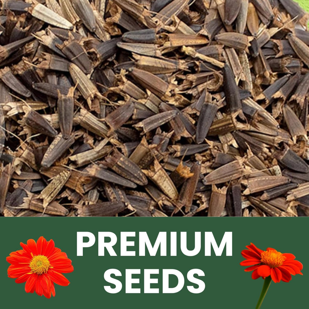 Mexican Sunflower (Red)