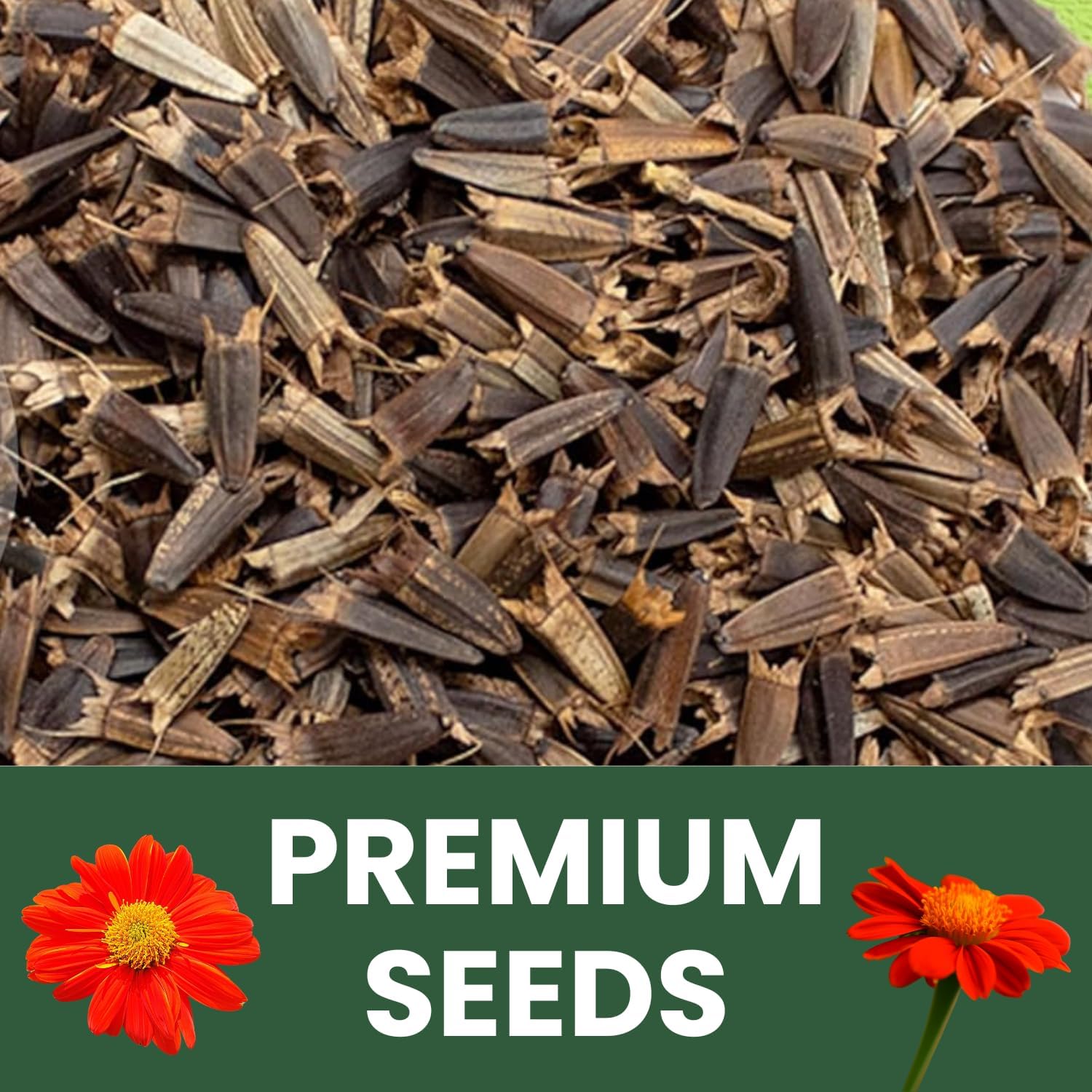 Mexican Sunflower (Red)